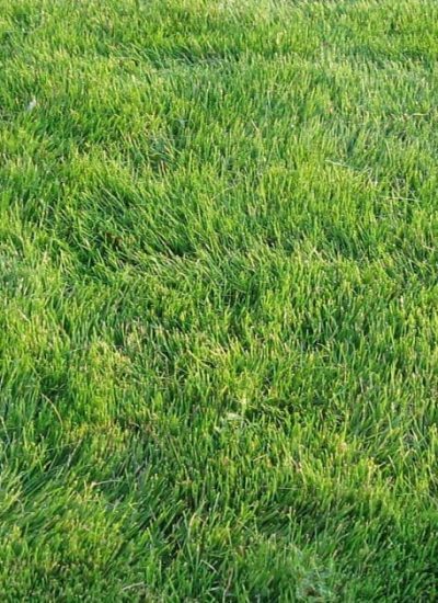 1200px-Emeraldzoysia1-1024×768-1