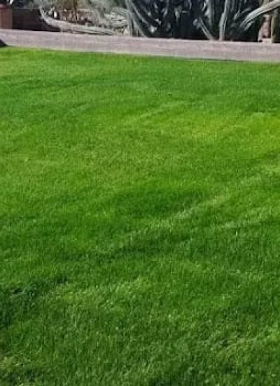 Rye_grass